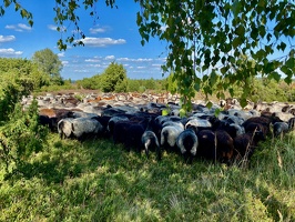 Lüneburger Heide bei Wilsede