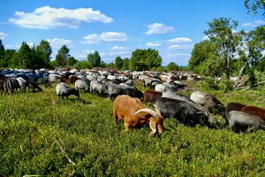 Lüneburger Heide bei Wilsede