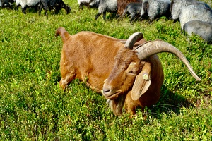 Lüneburger Heide bei Wilsede