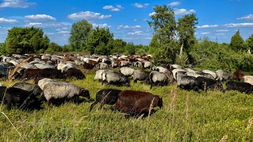 Lüneburger Heide bei Wilsede