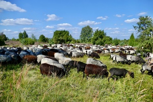 Lüneburger Heide bei Wilsede