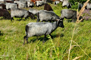 Lüneburger Heide bei Wilsede