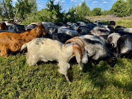 Lüneburger Heide bei Wilsede
