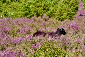 Lüneburger Heide bei Wilsede