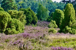 Lüneburger Heide bei Wilsede