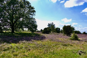 Lüneburger Heide bei Wilsede