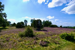 Lüneburger Heide bei Wilsede