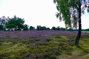 Lüneburger Heide bei Wilsede