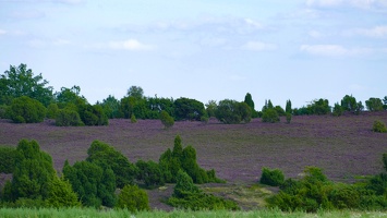 Lüneburger Heide bei Wilsede