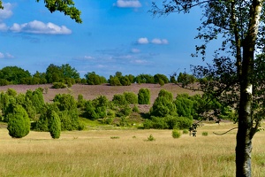 Lüneburger Heide bei Wilsede