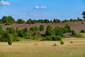 Lüneburger Heide bei Wilsede