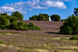 Lüneburger Heide bei Wilsede