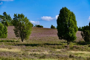 Lüneburger Heide bei Wilsede