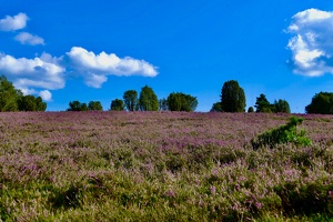 Lüneburger Heide bei Wilsede