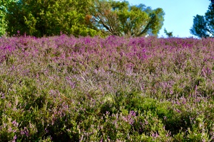 Lüneburger Heide bei Wilsede