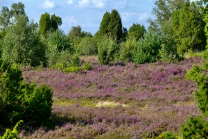 Lüneburger Heide bei Wilsede