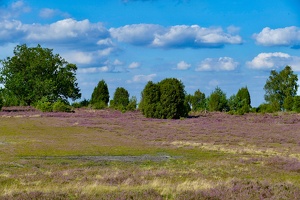Lüneburger Heide bei Wilsede