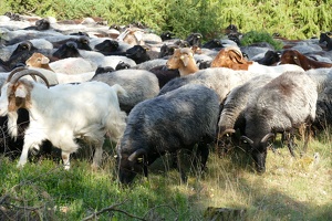 2025-08 Ostsee und Lüneburger Heide-0294