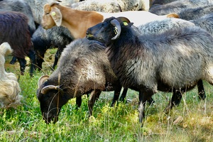 Lüneburger Heide bei Wilsede