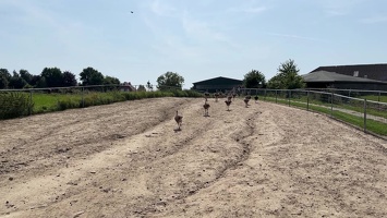 Straussenfarm Hohenfelde