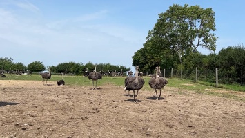 Straussenfarm Hohenfelde